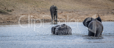 Three Elephants at a dam in the Kruger.