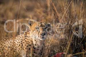 Cheetah eating from a Reedbuck carcass in Kruger.