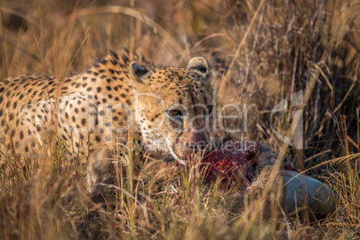 Cheetah eating from a Reedbuck carcass in Kruger.