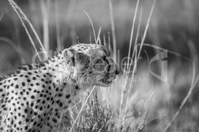 Side profile of a Cheetah in black and white in Kruger.