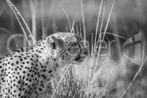Side profile of a Cheetah in black and white in Kruger.