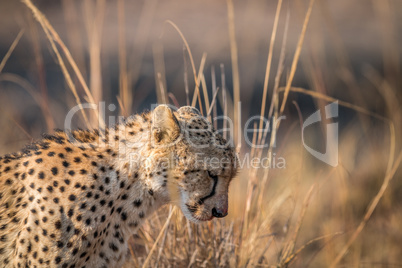 A Cheetah looking down in the Kruger.