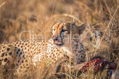 Cheetah eating from a Reedbuck carcass in Kruger.