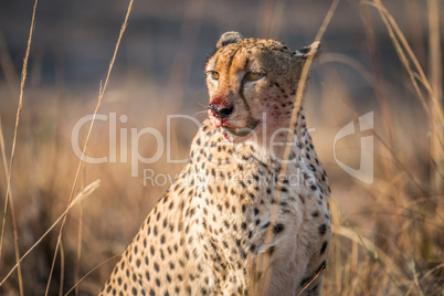 Starring Cheetah with a bloody face in the Kruger.