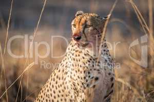 Starring Cheetah with a bloody face in the Kruger.