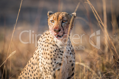 Starring Cheetah with a bloody face in the Kruger.