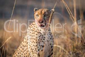 Starring Cheetah with a bloody face in the Kruger.