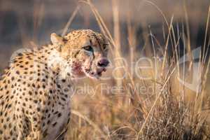 Starring Cheetah with a bloody face in the Kruger.