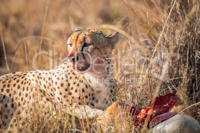 Cheetah eating from a Reedbuck carcass in Kruger.