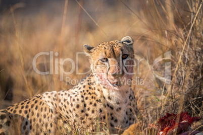 Cheetah eating from a Reedbuck carcass in Kruger.