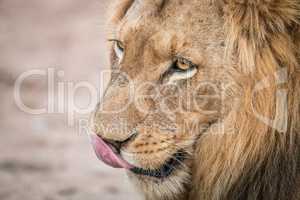 Close up of a Lion licking himself in Kruger.