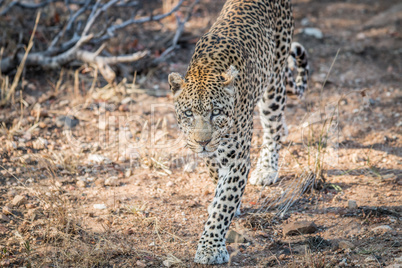 Leopard walking towards the camera in the Kruger.