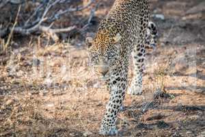 Leopard walking towards the camera in the Kruger.