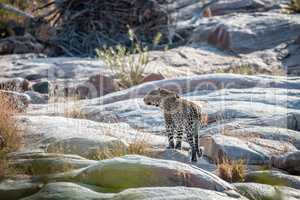Leopard on rocks in a riverbed in Kruger.