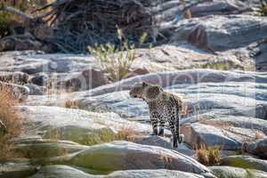 Leopard on rocks in a riverbed in Kruger.