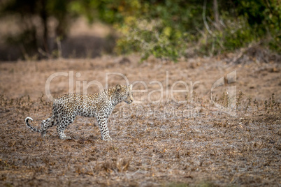 Young Leopard walking in the grass in the Kruger.