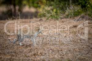 Young Leopard walking in the grass in the Kruger.