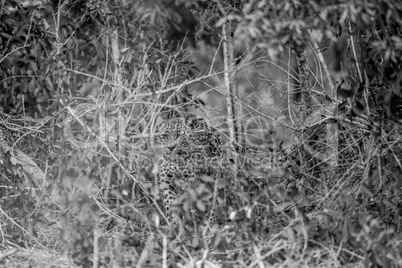 Leopard hiding in the bush in black and white.