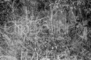 Leopard hiding in the bush in black and white.