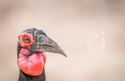 Close up of a Southern ground hornbill in Kruger.