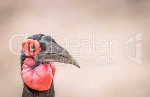 Close up of a Southern ground hornbill in Kruger.