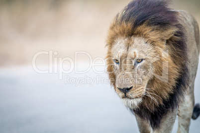 Lion walking towards the camera in the Kruger.