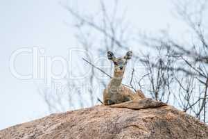 A female Klipspringer laying on a rock in the Kruger.