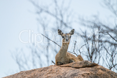 A female Klipspringer laying on a rock in the Kruger.