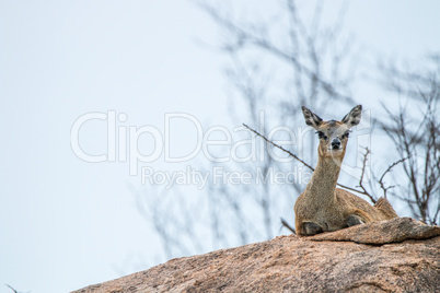 A female Klipspringer laying on a rock in the Kruger.