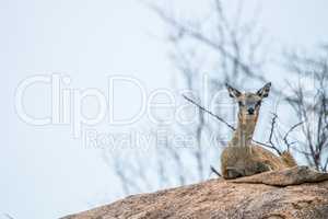 A female Klipspringer laying on a rock in the Kruger.
