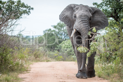A big bull Elephant dragging a branch on the road in Kruger.