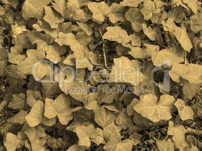 Ivy leaves sepia