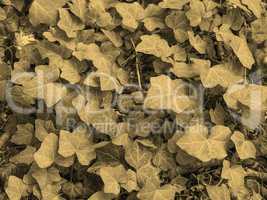 Ivy leaves sepia
