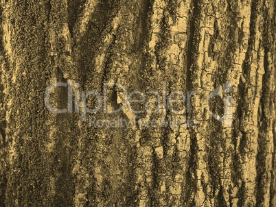 Tree bark background sepia