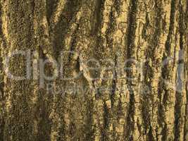 Tree bark background sepia