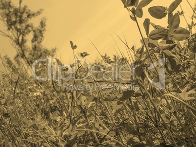 Meadow grass sepia