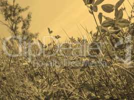 Meadow grass sepia