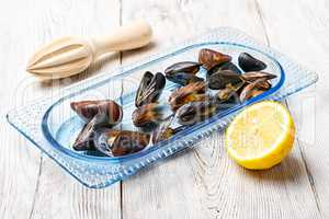 Cooked sea mussels