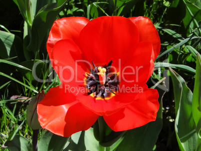 Closeup of a Tulip on the Island of Mainau in Konstanz, Germany located on Lake Constance