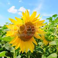 Sunflower flower against the blue sky and a blossoming field