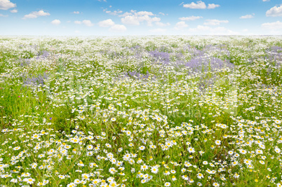 Field with daisies and blue sky, focus on foreground