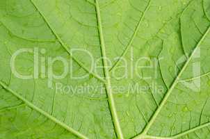 Pattern of green leaf