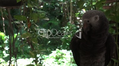 Curious Grey Parrot In A Mexican Forest Looks Into The Camera