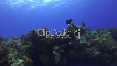 curious fish swims around corals while the sun illuminates the water surface