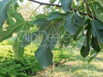 Fig tree leaf