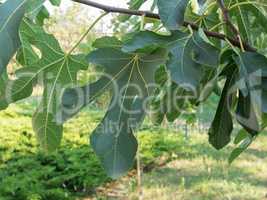 Fig tree leaf