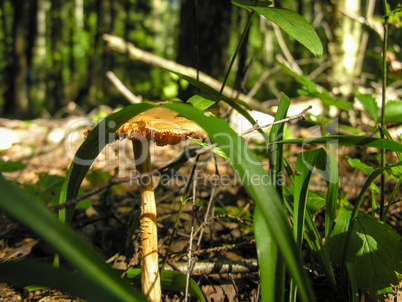 Mushroom in the forest