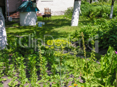 Vegetable garden