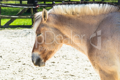 Pony auf einer Koppel.