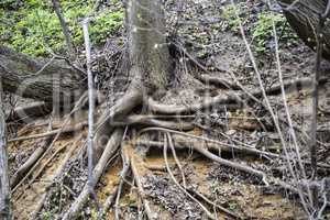 The roots of trees